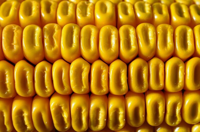 Corn Prices at Lows For the Day, Down 2c