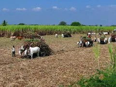 'Electronic Soil' That Enhances Crop Growth By 50% Developed By Scientists