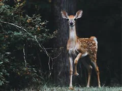 'Zombie Deer Disease' Could Spread To Humans, Scientists Warn As Cases Surge In US