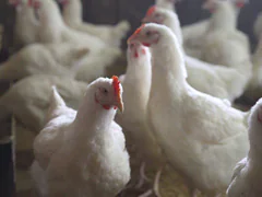 Woman In China Dies 3 Weeks After Catching Rare H5N6 Strain of Bird Flu