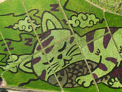 Thai Farmer Transforms Rice Fields Into Cat-Themed Art