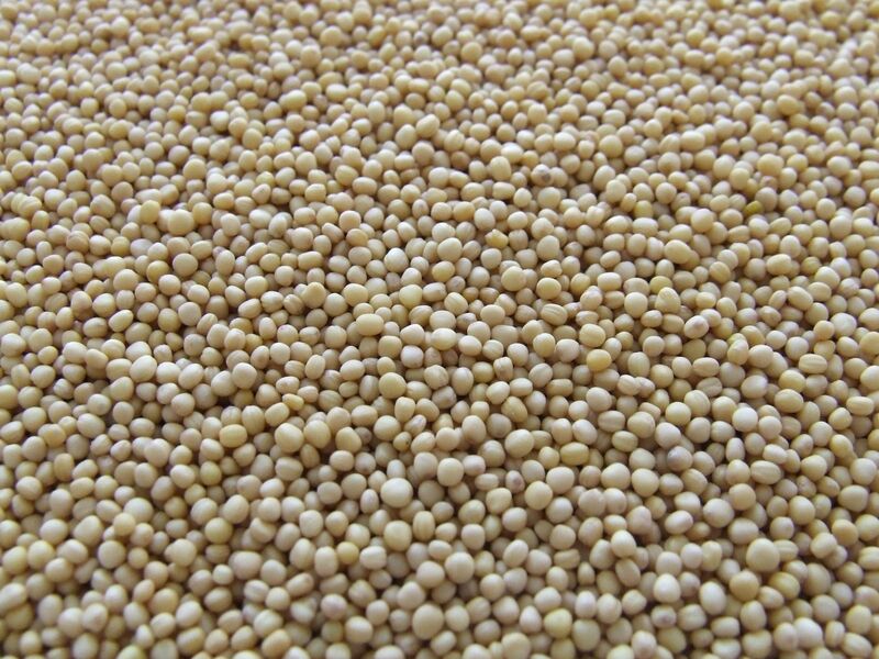 Soybeans Drop on Thursday