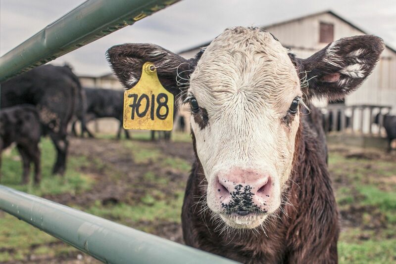 Midday Cattle Trading Mostly Higher