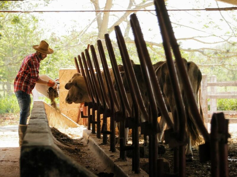 Cattle Finish the Year Mixed on Friday