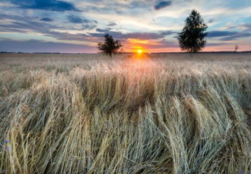 Wheat Closes Red on Friday