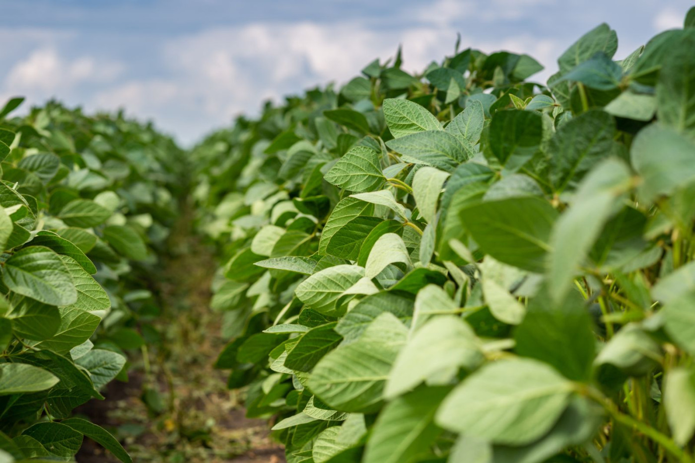 Double Digit Drop for Year End Soybean Trade