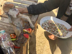 Pics: Private Zoo In Rafah, Where Gazans Live Among Animals Amid War