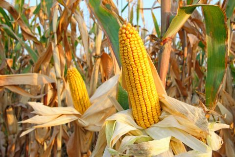 ‘Hard Open’ for CBoT Corn after New Years Break