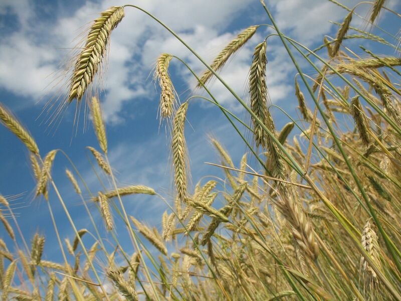 Wheat Has Lingering New Year’s Hangover