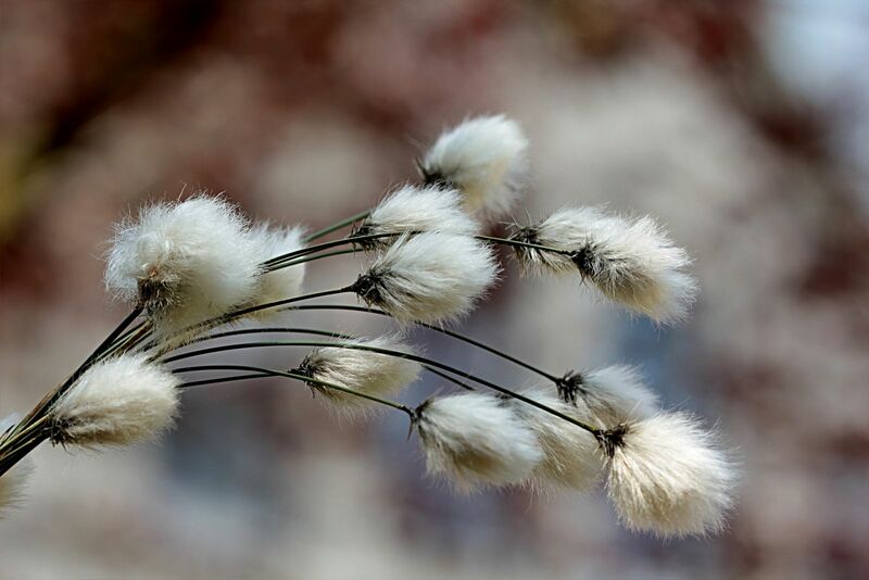 Cotton Rallying to Net Higher for the Week