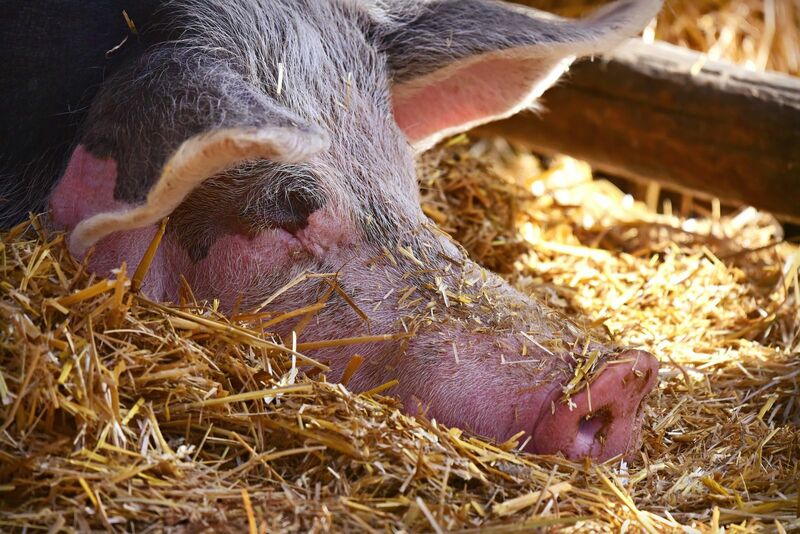 Lean Hogs Close Mostly Weaker on Wednesday