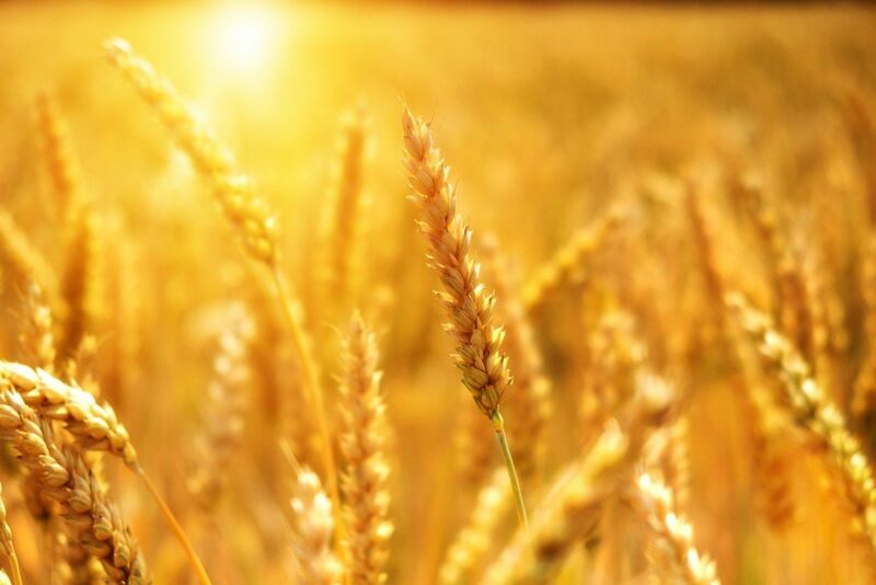 Grain Spreads: 3 Reasons for Wheat