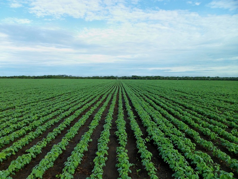 Soybeans Push Lower on Thursday