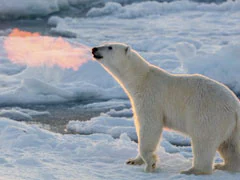 Polar Bear Dies As Bird Flu Strain H5N1 Sweeps Across the Globe