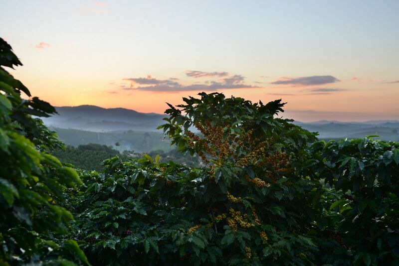 Forecasts for Rain in Brazil Weighs on Coffee Prices