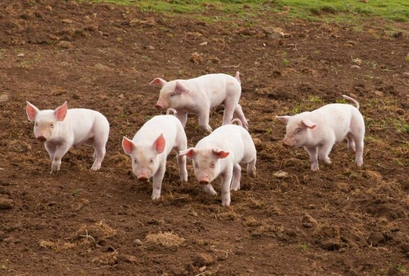 Hog Futures Rally Back on Thursday