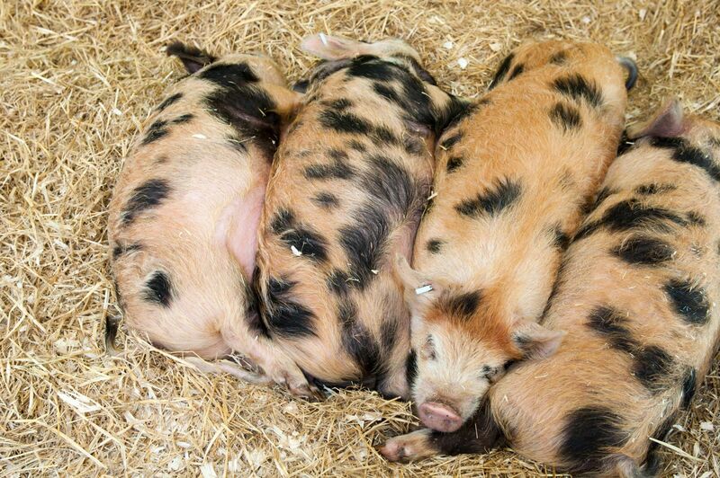 Hog Prices Rally Into Weekend