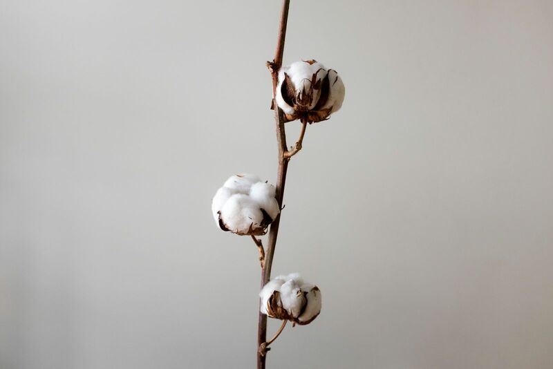 Cotton Finished the Week Lower, Despite Late Friday Rally