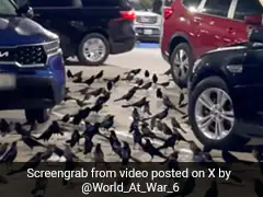 Watch: Hundreds of Birds Take Over Parking Lot In US, Internet Calls It ''Creepy''