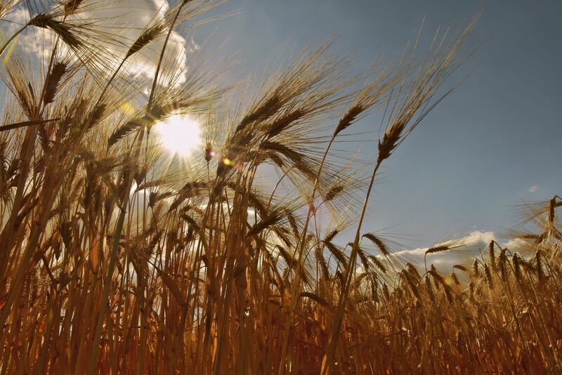 Wheats Starting Day Session at Overnight Lows