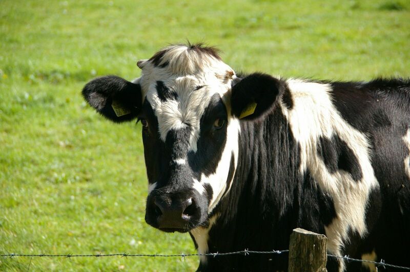 Cattle Market Finished Mixed on Monday