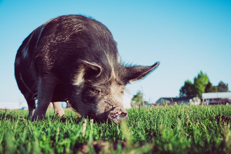 Hogs Closed Off Highs but in Black for Monday