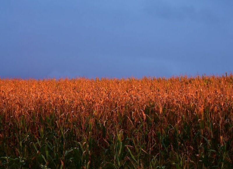 Corn Falls on Monday