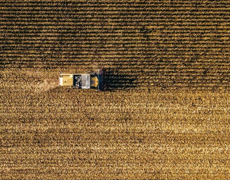 Wheat Mostly Red at Midday