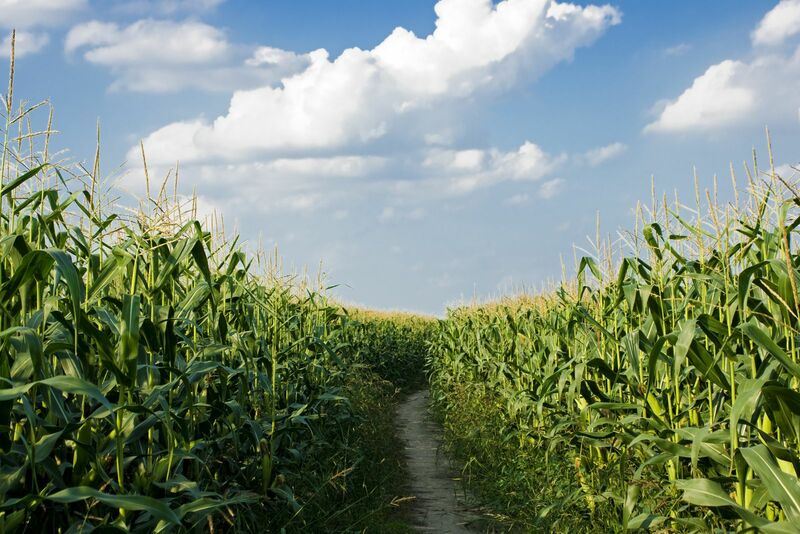 Mixed Close for Corn