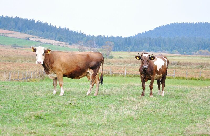 Cattle Mixed at Midday