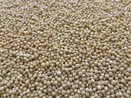 Hard Drop in Soybeans for Report Day