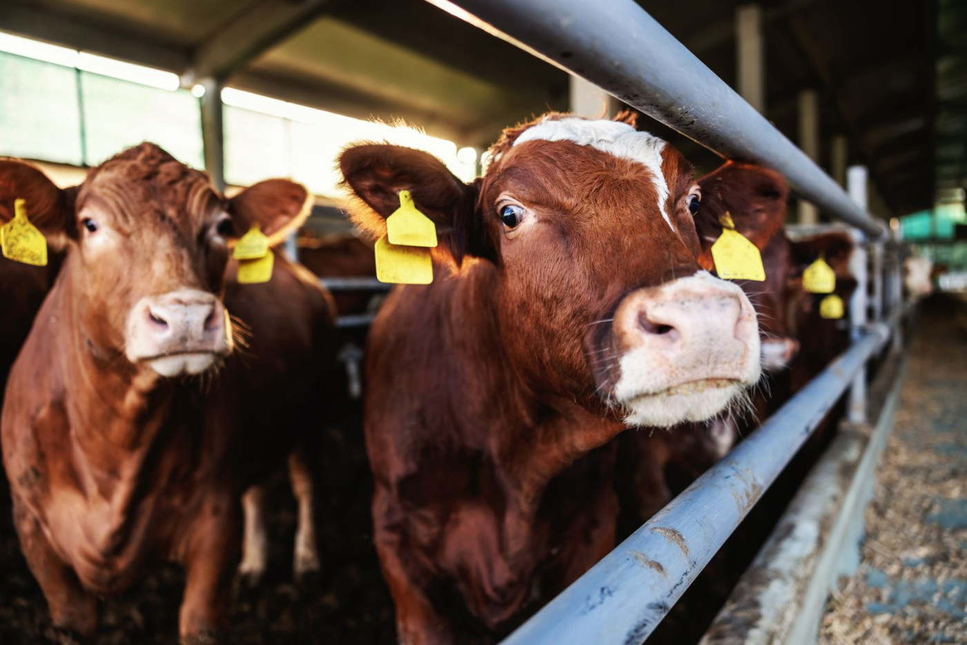 Hogs Cand Cattle Can't Hold Rallies