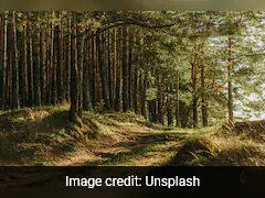 385-Million-Year-Old Forest, World's Oldest, Discovered In US