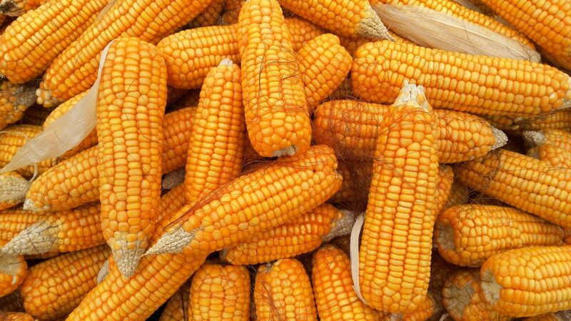 Double Digit Losses for Corn Futures into 3-Day Weekend