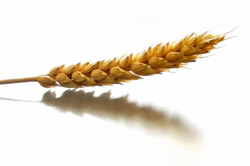 Wheat Fades On NASS Stocks Data