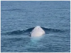 Watch: Extremely Rare White Whale Spotted For The First Time In Thailand's Phuket