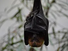 New Bat Virus With Potential To Infect Humans Discovered In Thailand: Report