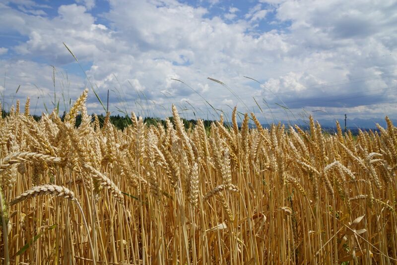 Wheats Fading through Midday