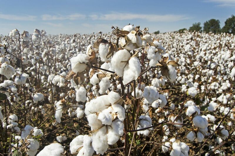 Cotton Futures Starting the Week Weaker