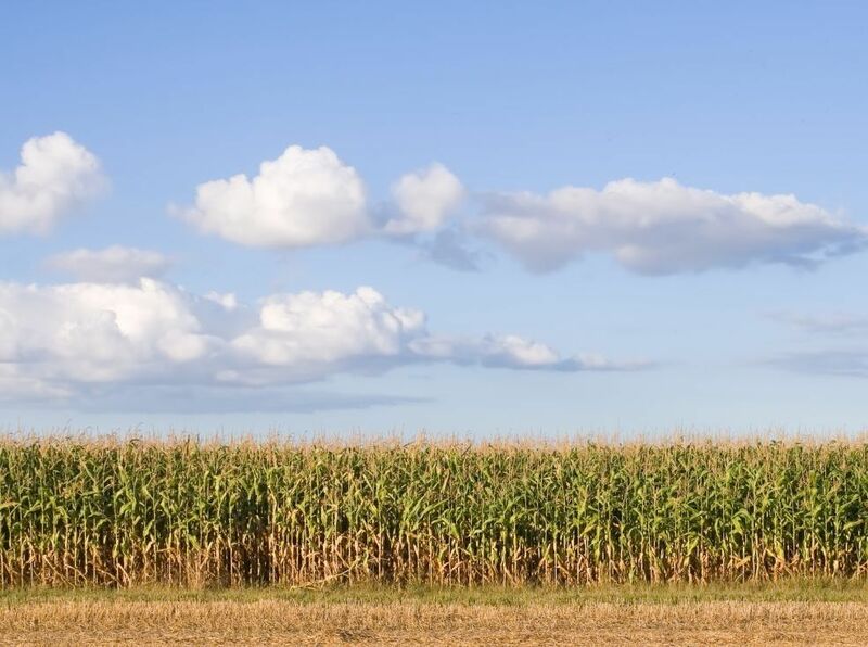 Grain Spreads: Death Cross in Corn