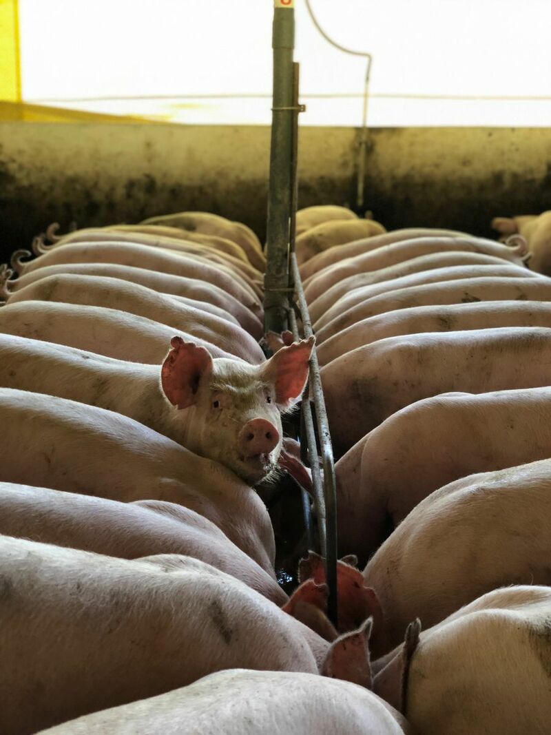 Hogs Faded on Friday’s Pork Production Increase