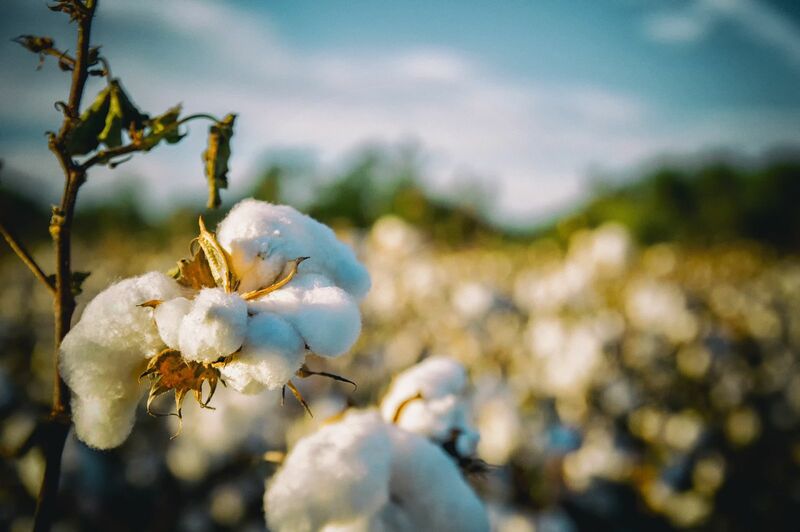 Cotton Mostly Lower at Midday