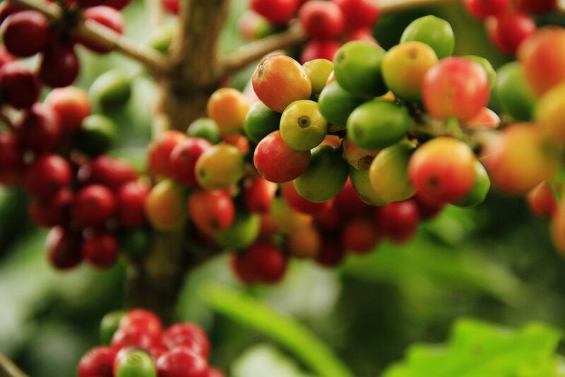 Robusta Coffee Prices Post a Record High on Scant Global Supplies