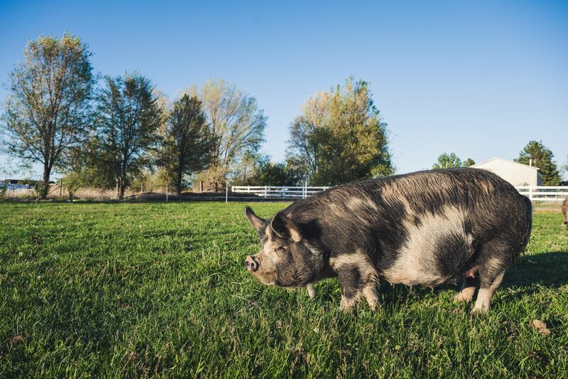 Triple Digit Losses for Lean Hogs