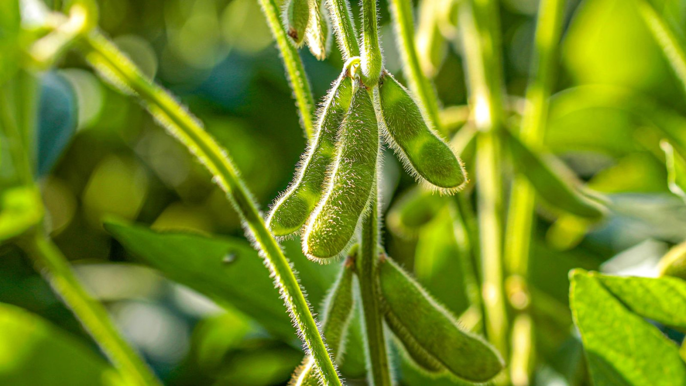 Soybeans Dropping Double Digits