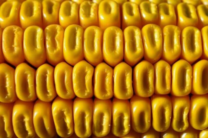 Corn Fractionally Higher at Midday