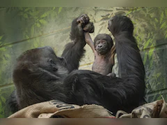 Critically Endangered Gorilla Born At London Zoo