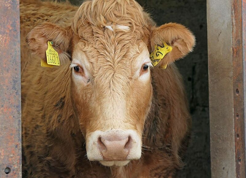 Cattle Off Lows after Dropping at Open