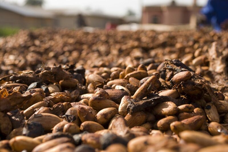 Cocoa Prices Consolidate Below Last Friday's Significant Highs