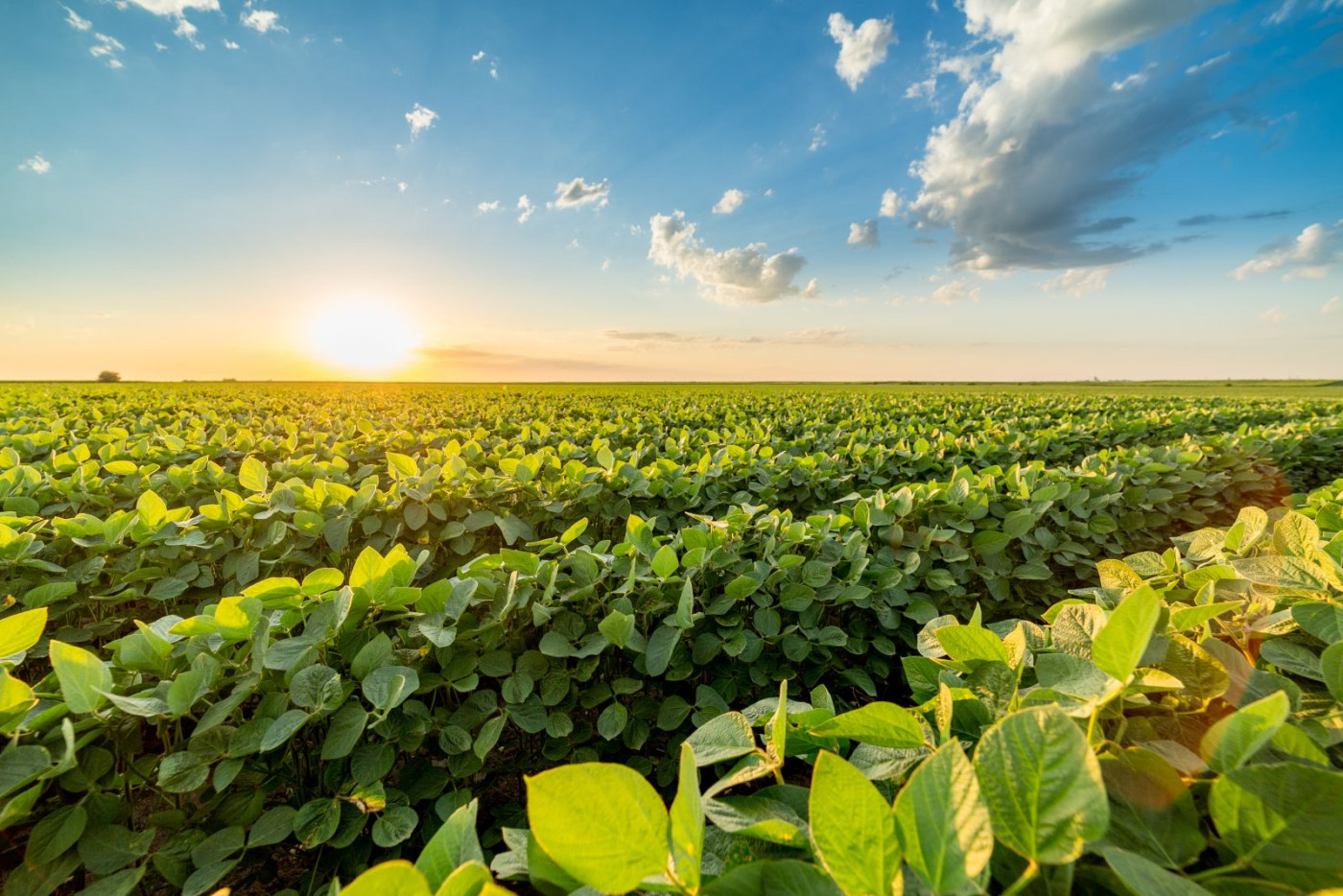 Soybeans Up at Midday